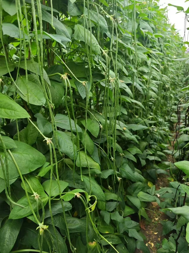 基地专用优质耐热豇豆豆角种子源头厂家直发