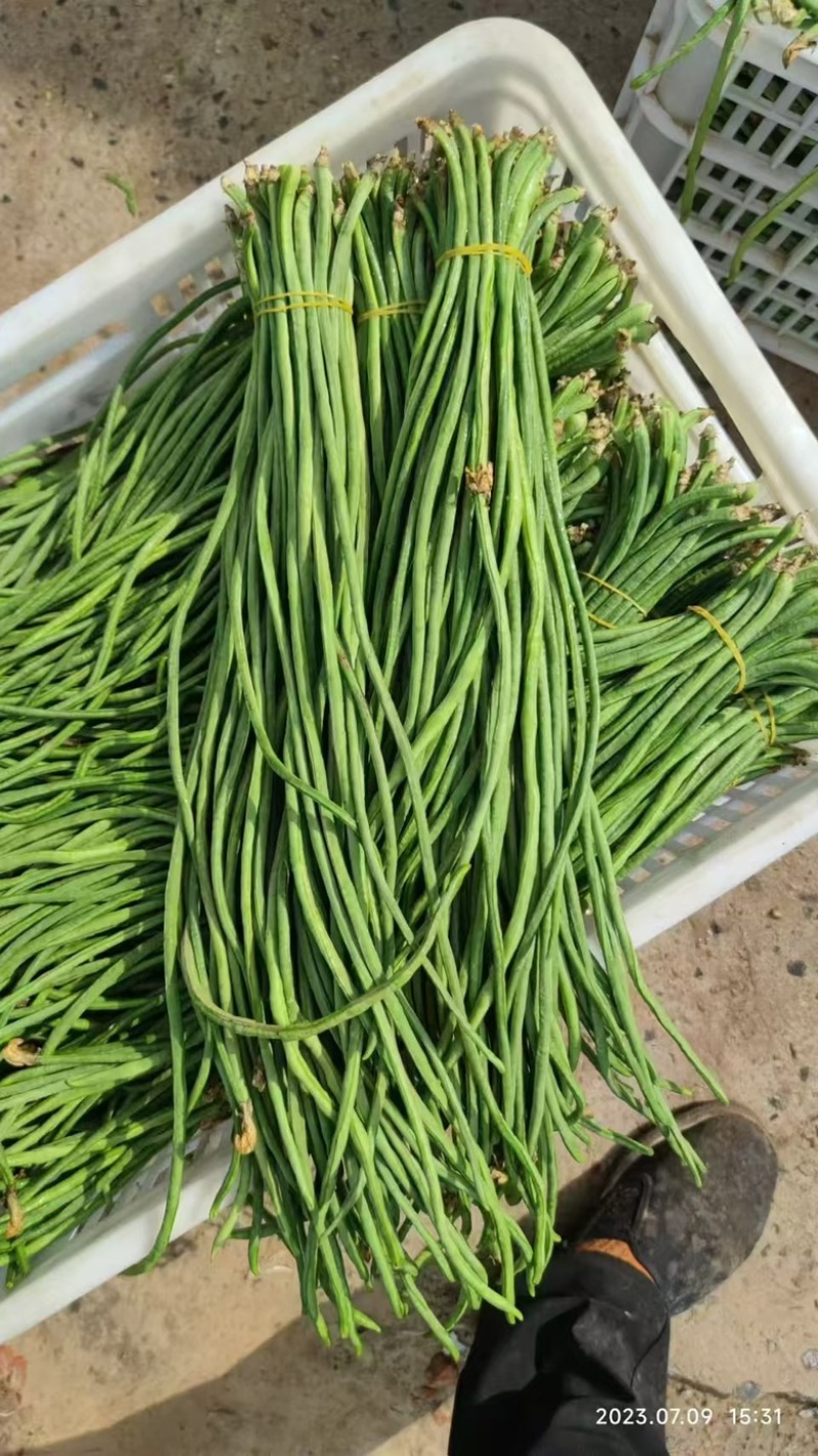 基地专用优质耐热豇豆豆角种子源头厂家直发