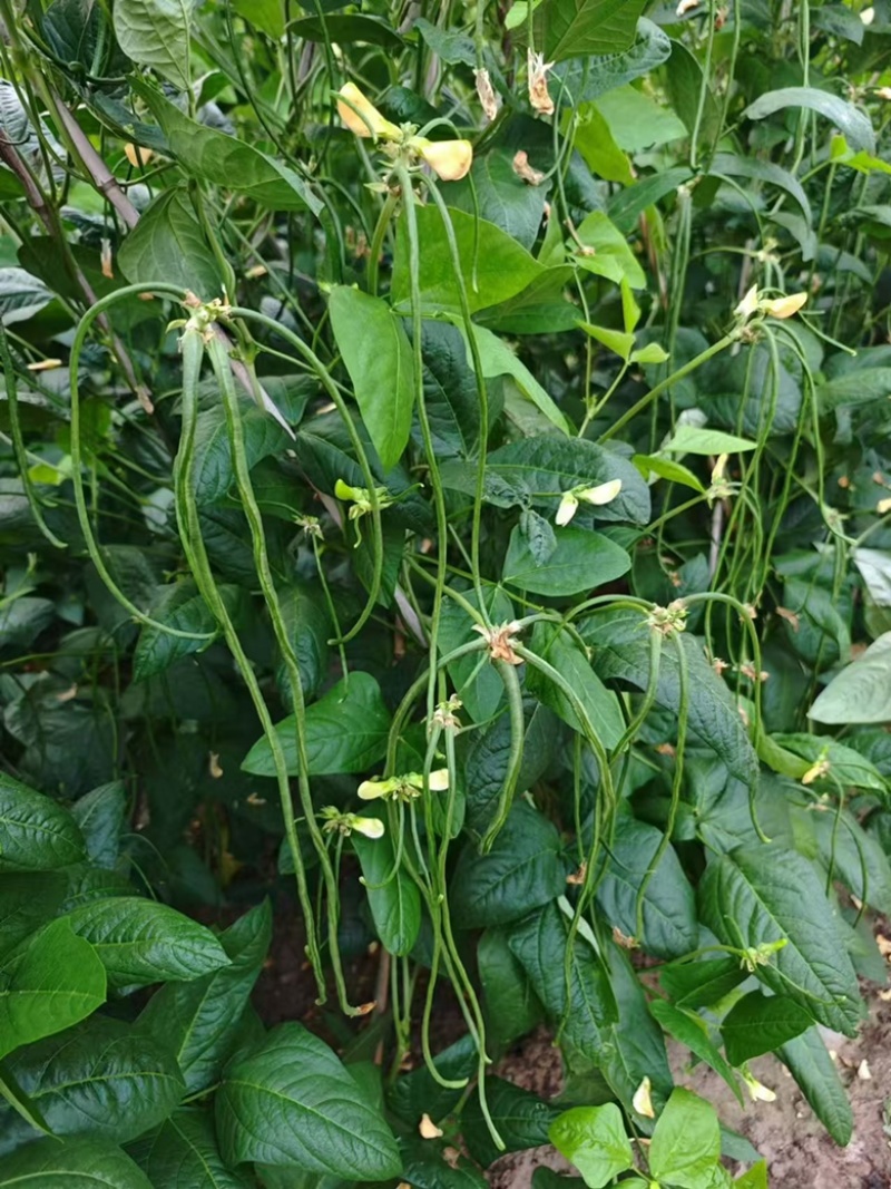 基地专用优质耐热豇豆豆角种子源头厂家直发