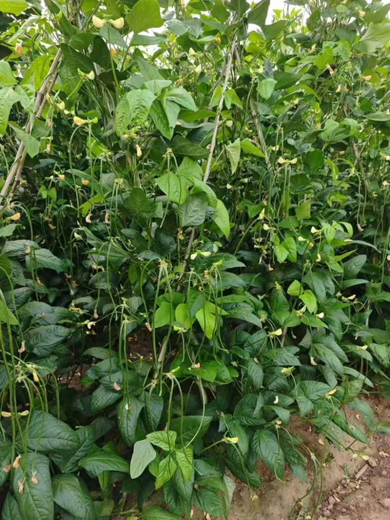 基地专用优质耐热豇豆豆角种子源头厂家直发