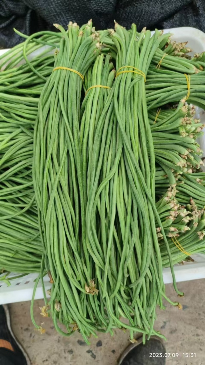 基地专用优质耐热豇豆豆角种子源头厂家直发