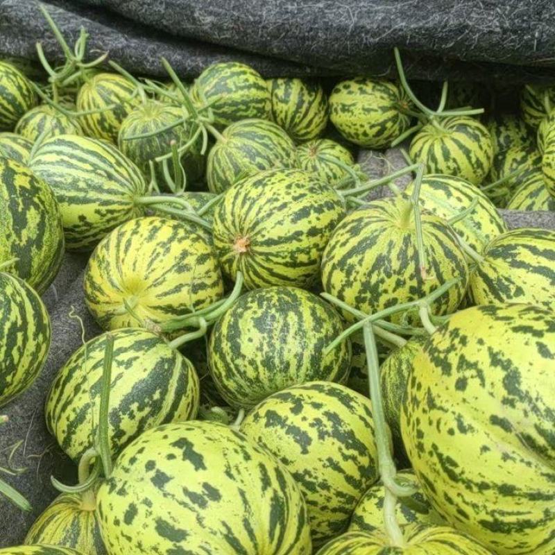 花美人花蕾甜瓜大量上市对接电商市场量大从优