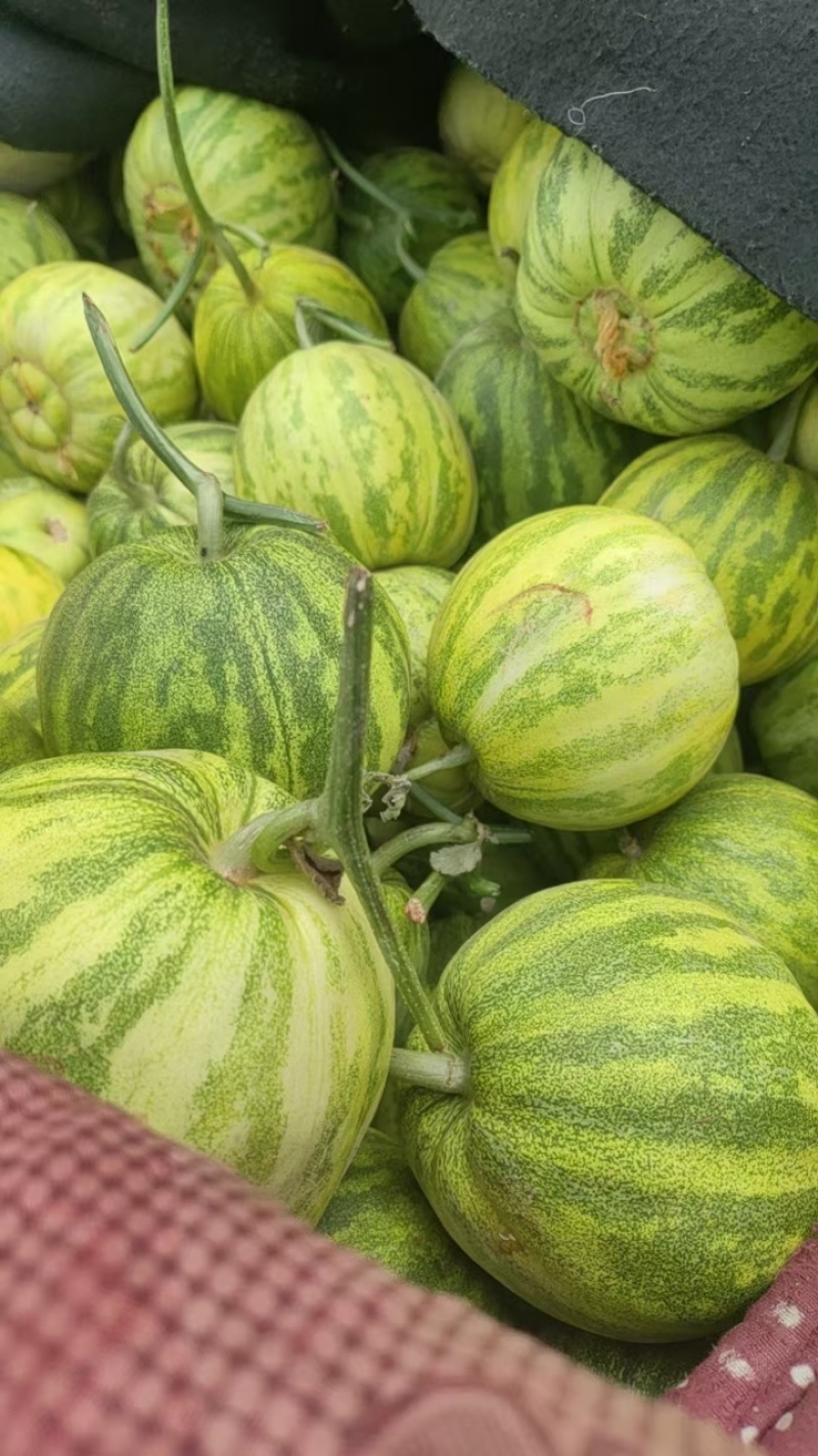 花美人花蕾甜瓜大量上市对接电商市场量大从优