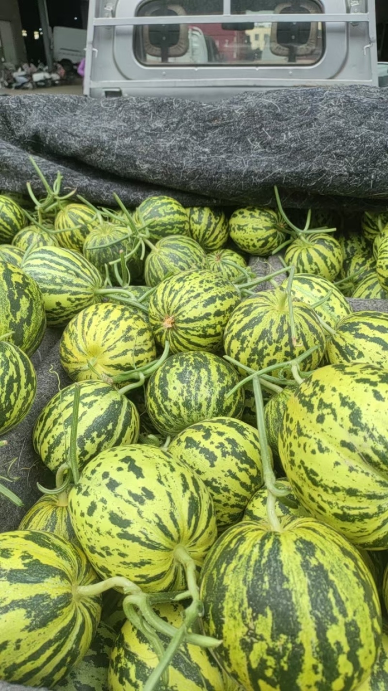 花美人花蕾甜瓜大量上市对接电商市场量大从优