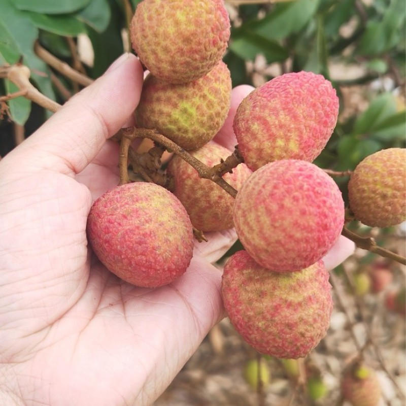 荔枝，妃子笑，白糖罂小核荔枝保证品质电商代发