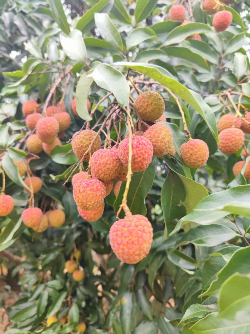 荔枝，妃子笑，白糖罂小核荔枝保证品质电商代发