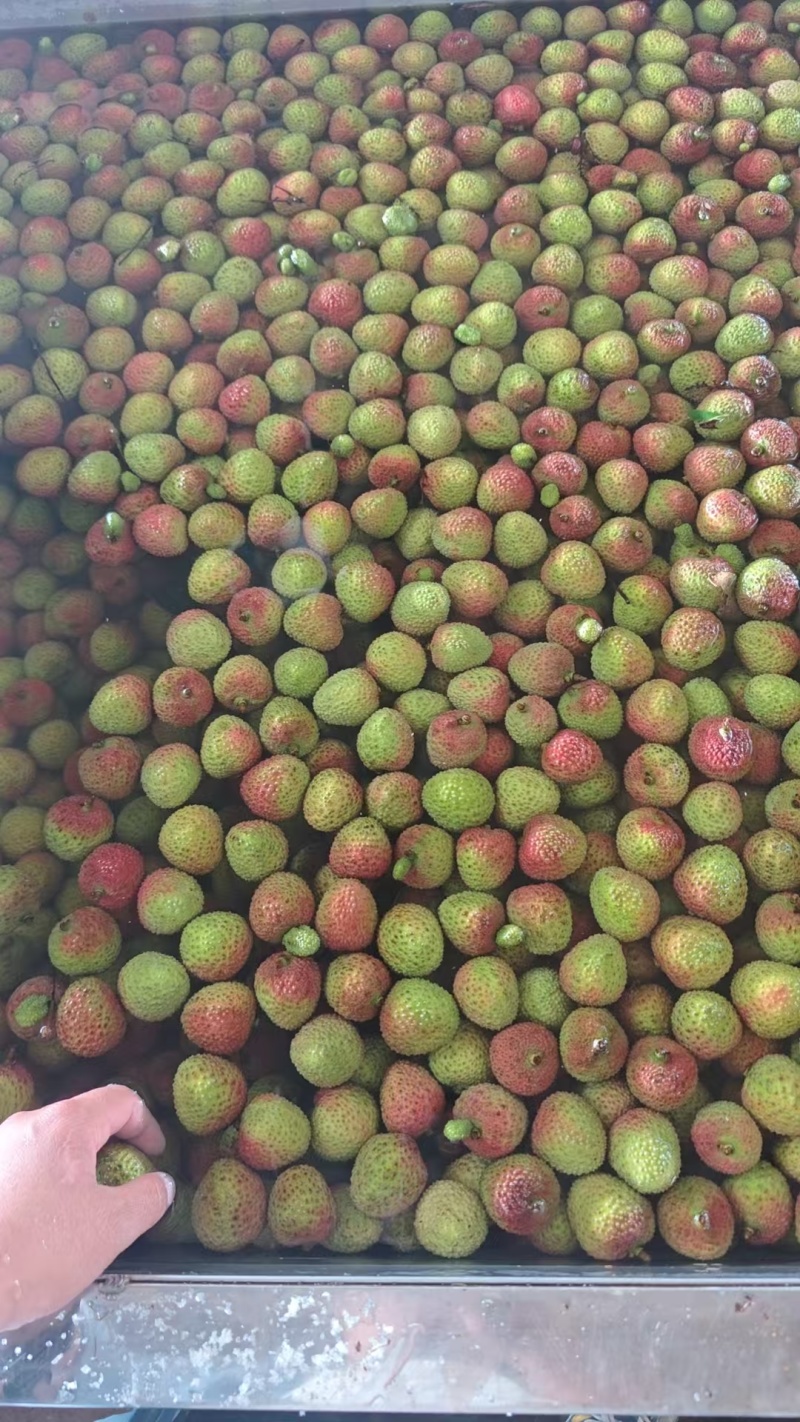 荔枝，妃子笑，白糖罂小核荔枝保证品质电商代发