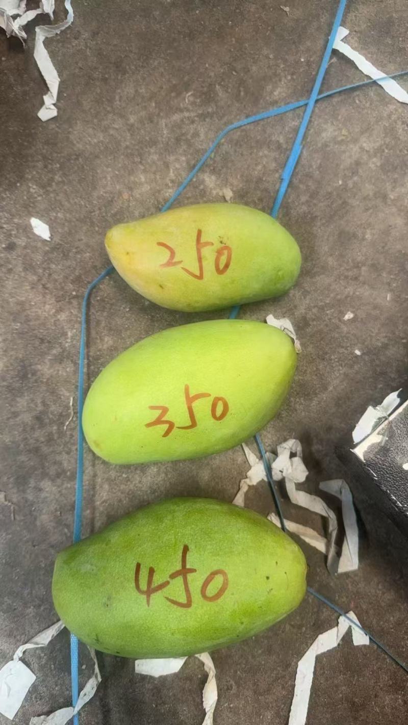 金煌芒，桂七芒现货一件代发，保质保量对接电商