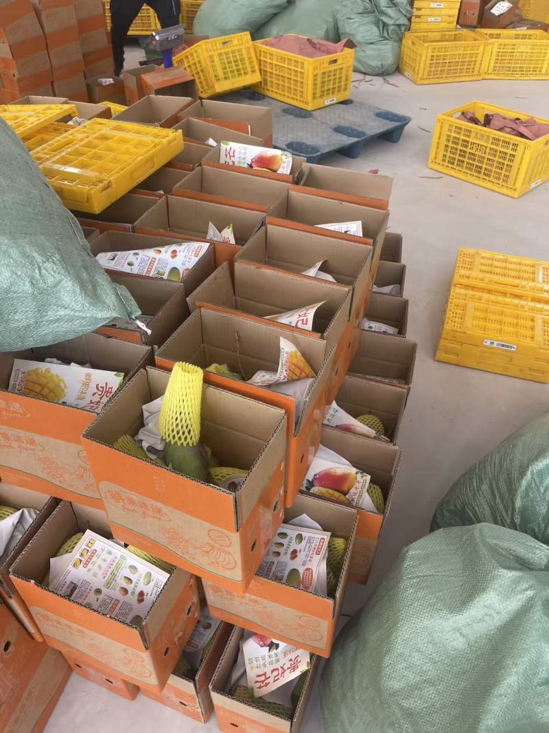 金煌芒，桂七芒现货一件代发，保质保量对接电商