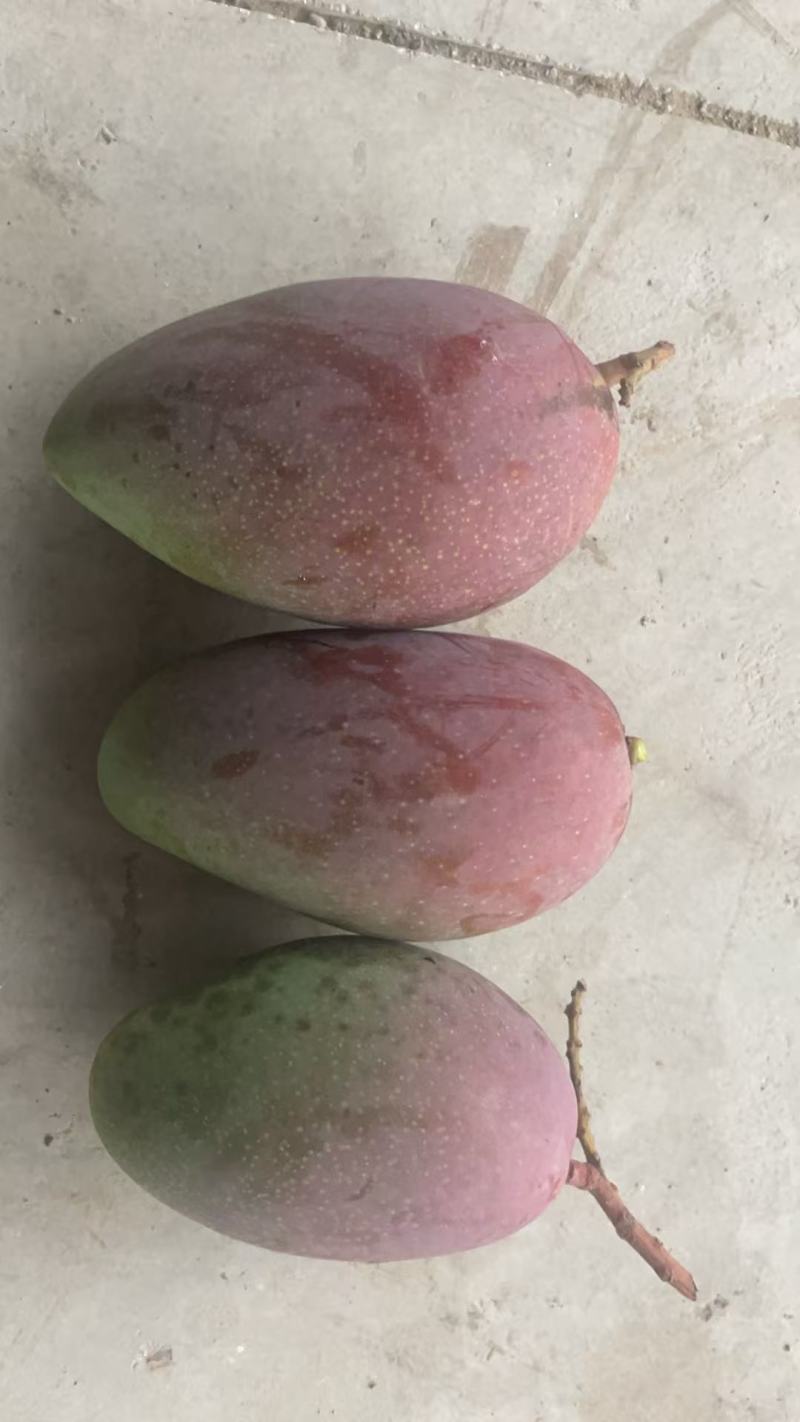 金煌芒，桂七芒现货一件代发，保质保量对接电商