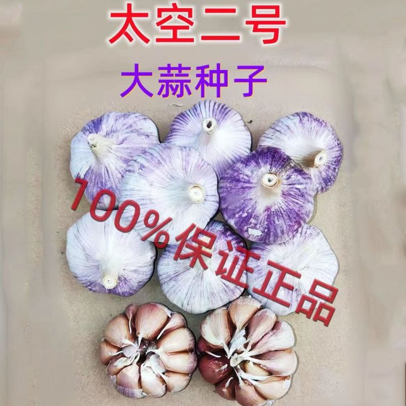 富平半干紫红皮大蒜陕西富平大蒜基地直供