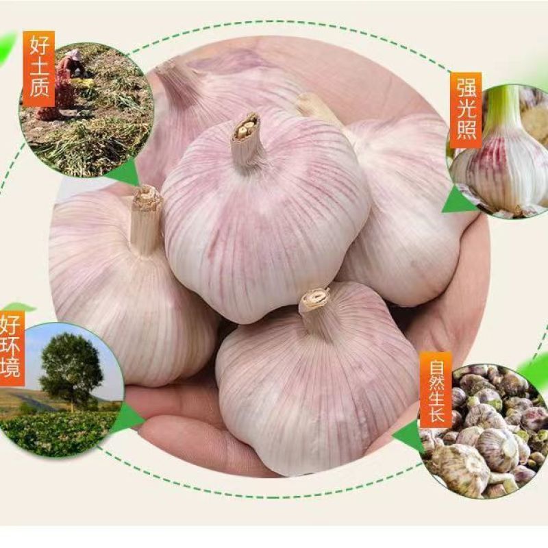 富平半干紫红皮大蒜陕西富平大蒜基地直供