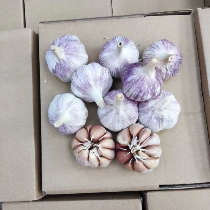 富平半干紫红皮大蒜陕西富平大蒜基地直供