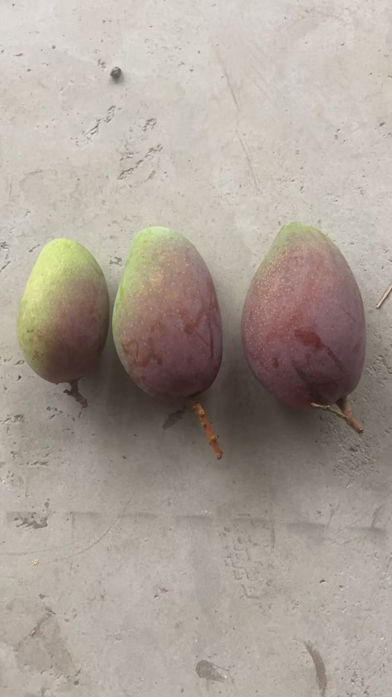 芒果，桂七芒，金煌芒，产地直发对接社区团购电商代发