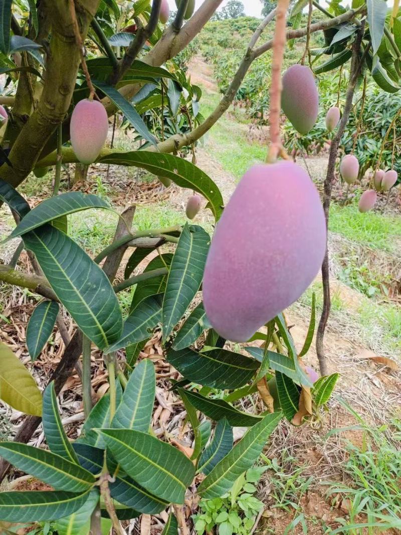 芒果，桂七芒，金煌芒，产地直发对接社区团购电商代发