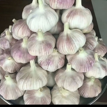 富平半干紫红皮大蒜陕西富平大蒜基地直供