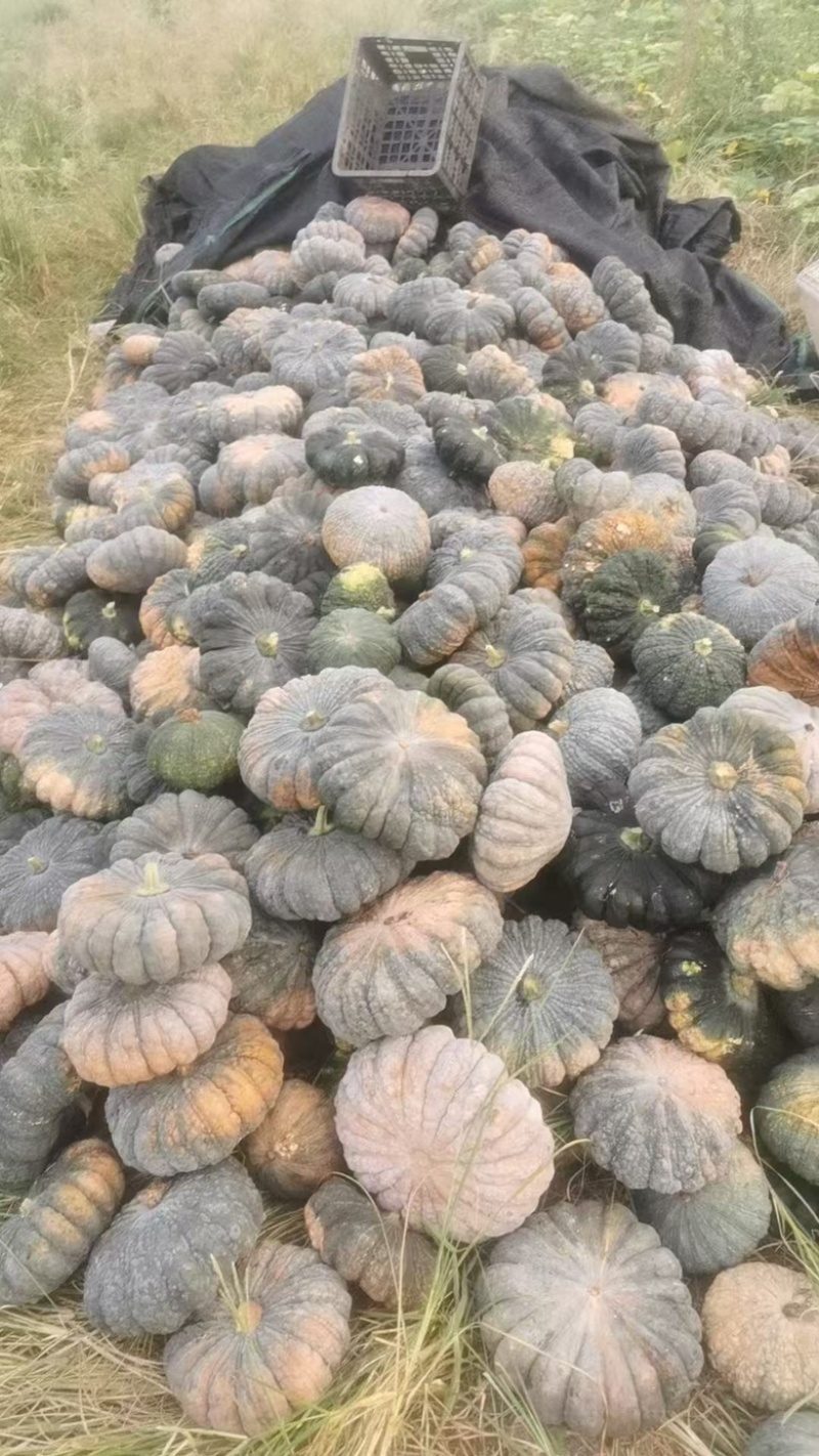 基地专用源头直供泰国南瓜癩子南瓜种子