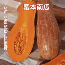 湖北蜜本南瓜超甜超粉超面甜如蜜糖对接全国各大市场