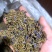 葛花葛根花批发各种规格中药材花茶质量保证