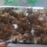 肉木耳14一斤
