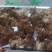 肉木耳14一斤