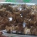 肉木耳14一斤