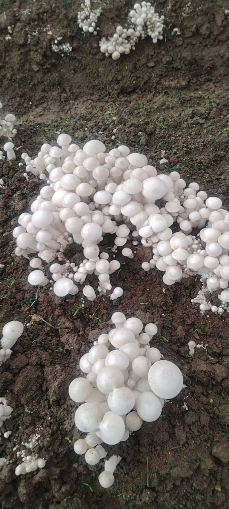 白松茸菌，产地发货，一手货源，欢迎新老客户合作量大优惠