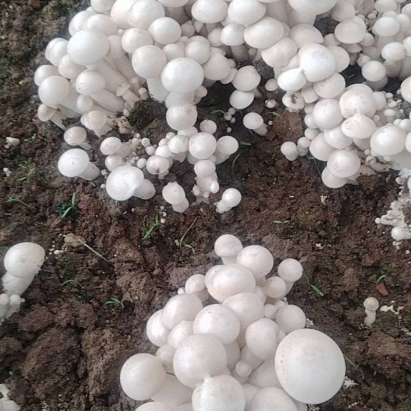 白松茸菌，产地发货，一手货源，欢迎新老客户合作量大优惠