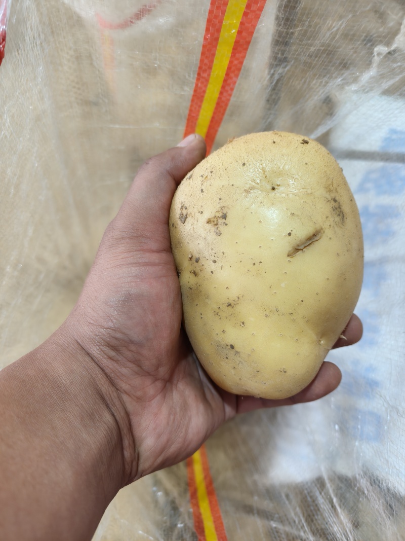 荷兰十五微残有机械伤量大表皮干净大小规格都有按需分拣打包