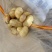 荷兰十五微残有机械伤量大表皮干净大小规格都有按需分拣打包