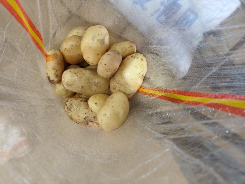 荷兰十五微残有机械伤量大表皮干净大小规格都有按需分拣打包