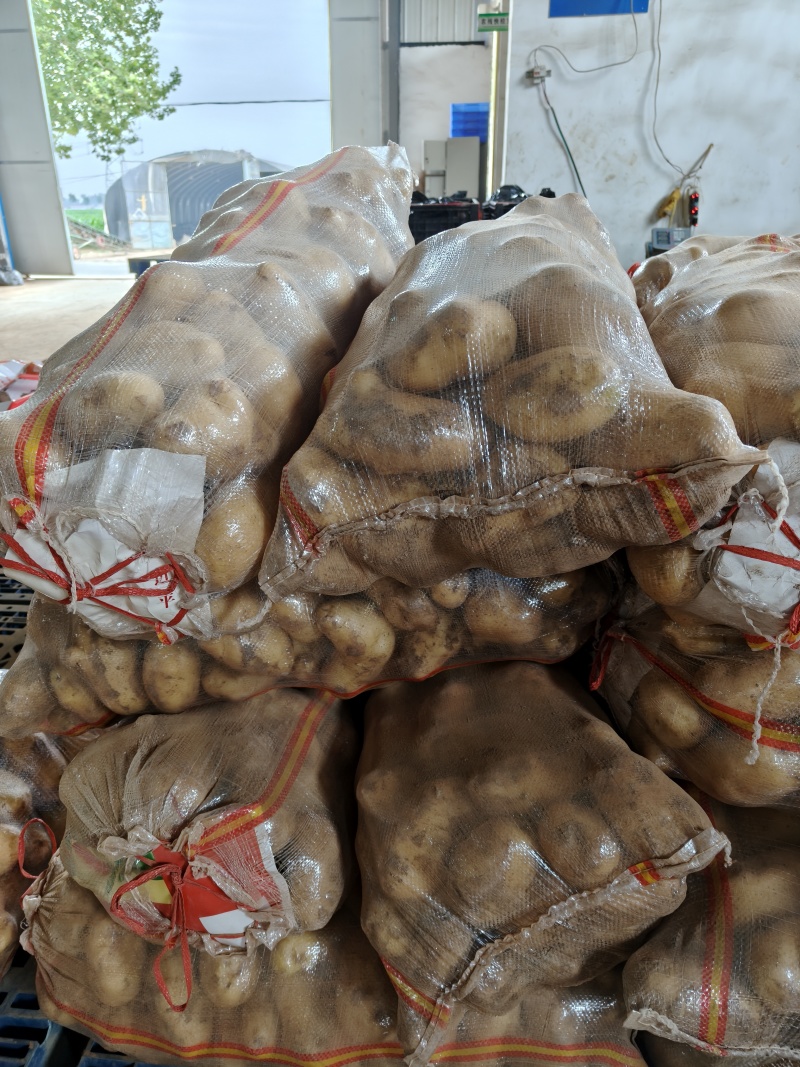 荷兰十五微残有机械伤量大表皮干净大小规格都有按需分拣打包