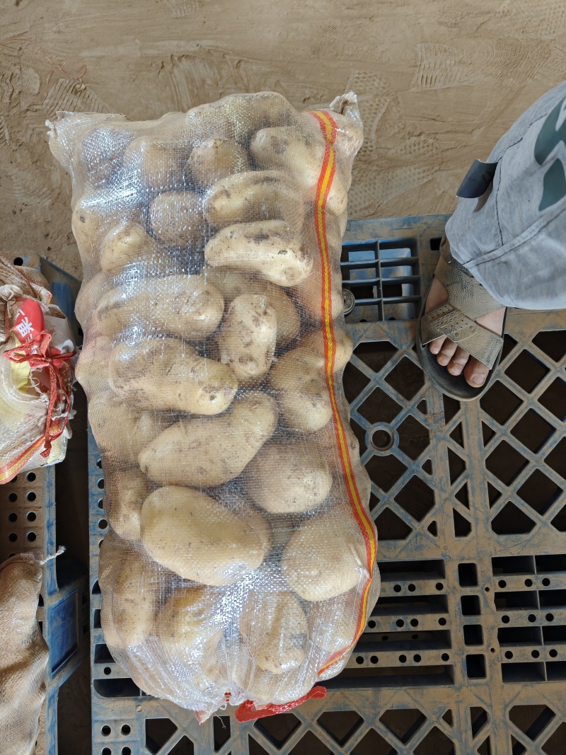 荷兰十五微残有机械伤量大表皮干净大小规格都有按需分拣打包
