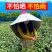 户外遮阳帽防晒防雨隔热茉莉花采茶斗笠帽套农活披风防紫外线