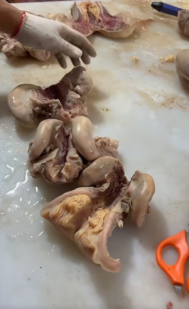 牛子肠，纯干货无水牛子肠牛子肠牛子肠牛子肠