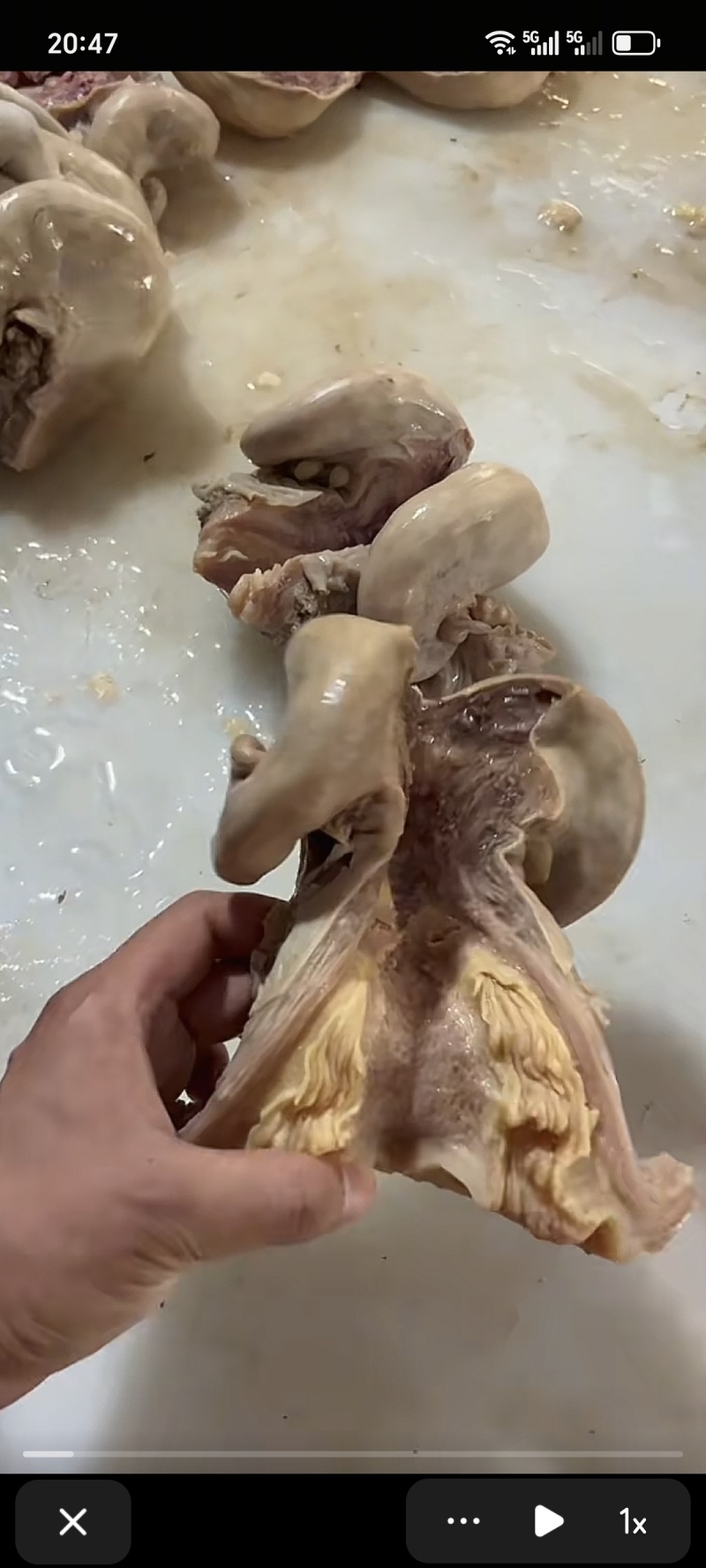 牛子肠，纯干货无水牛子肠牛子肠牛子肠牛子肠