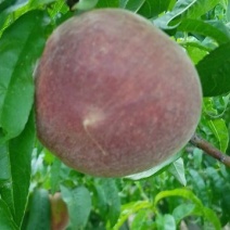 6月好货春艳，春密红不软鲜桃大量上市，欢迎大家光临