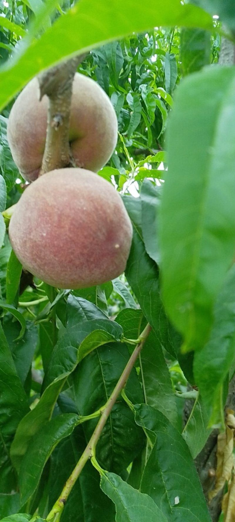 6月好货春艳，春密红不软鲜桃大量上市，欢迎大家光临