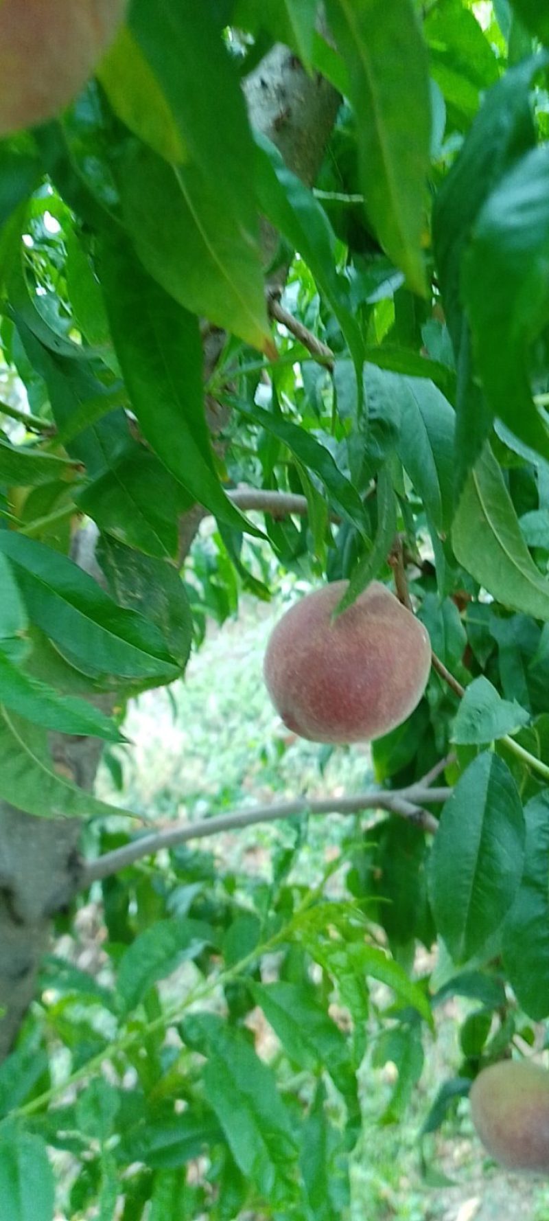 6月好货春艳，春密红不软鲜桃大量上市，欢迎大家光临