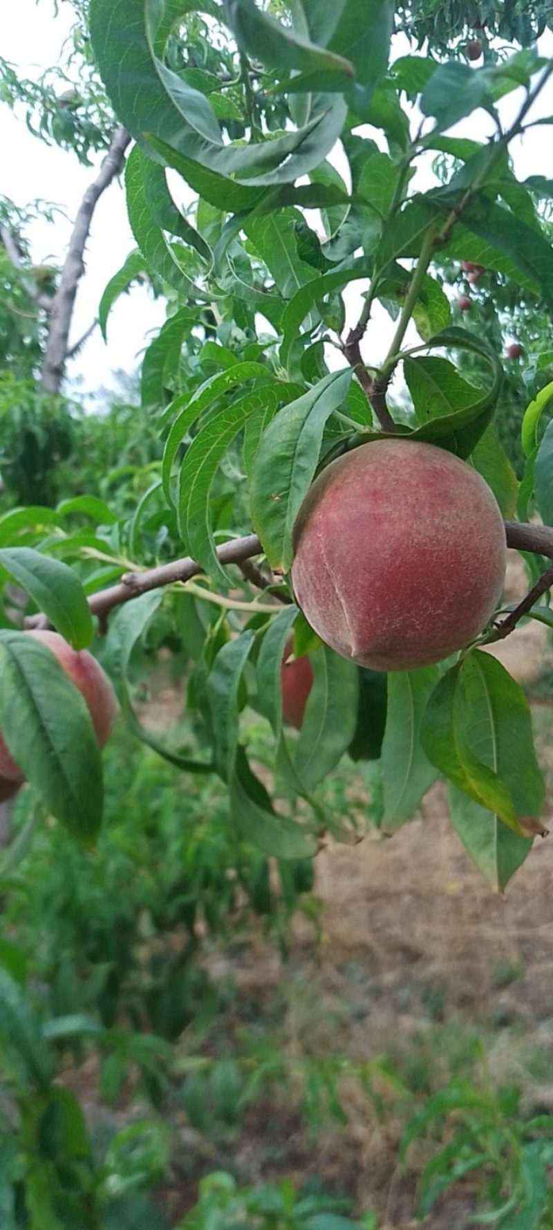 6月好货春艳，春密红不软鲜桃大量上市，欢迎大家光临