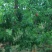 6月好货春艳，春密红不软鲜桃大量上市，欢迎大家光临