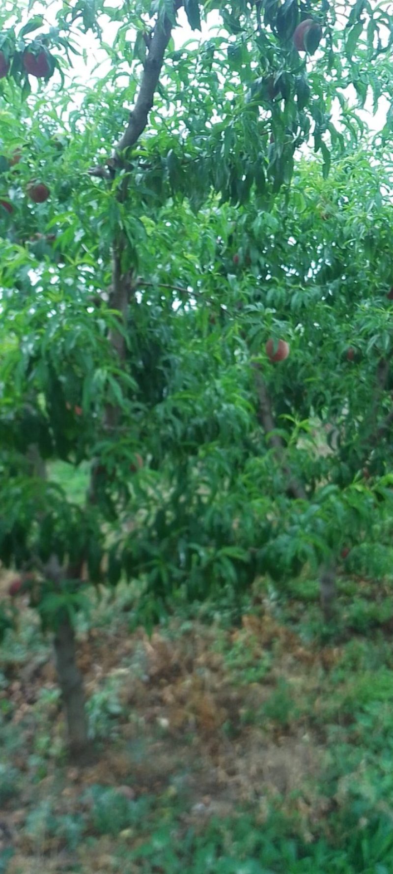6月好货春艳，春密红不软鲜桃大量上市，欢迎大家光临
