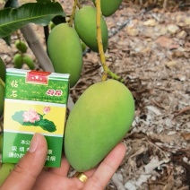 海南小台农