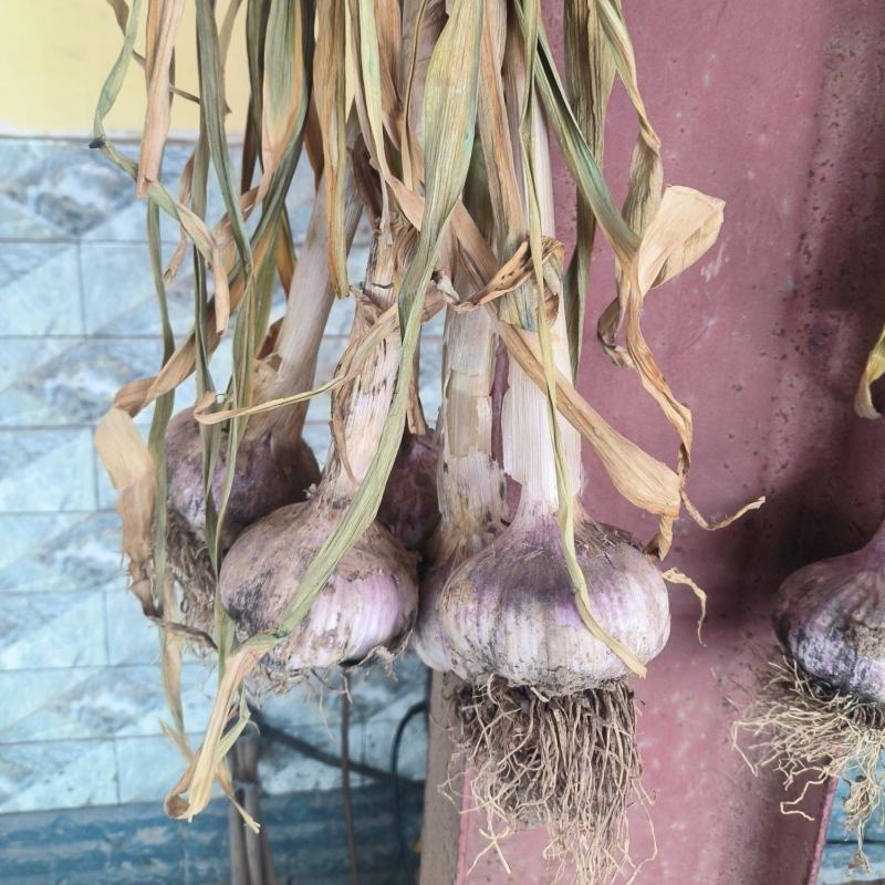 【万亩规模】实力供货鲜蒜紫皮蒜干蒜产地直供货源充足价格美丽