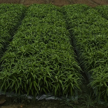 一手优质空心菜，一分钱一分价，量大从优，私聊