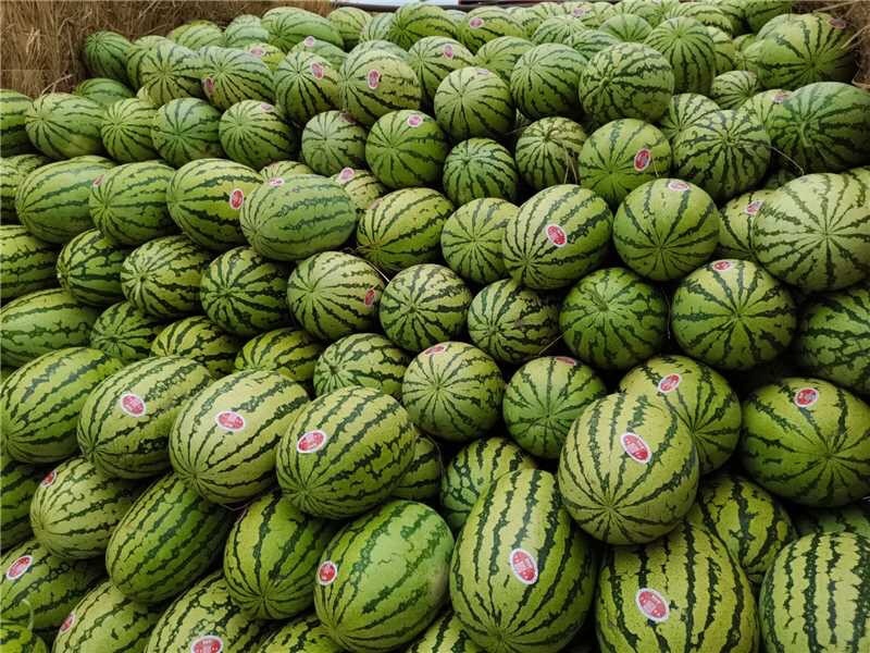 金城5号西瓜吐鲁番西瓜皮薄汁多甜度高货源充足代发全国