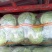 本地精品甘蓝，货源充足，每天新货，保质保量包售后