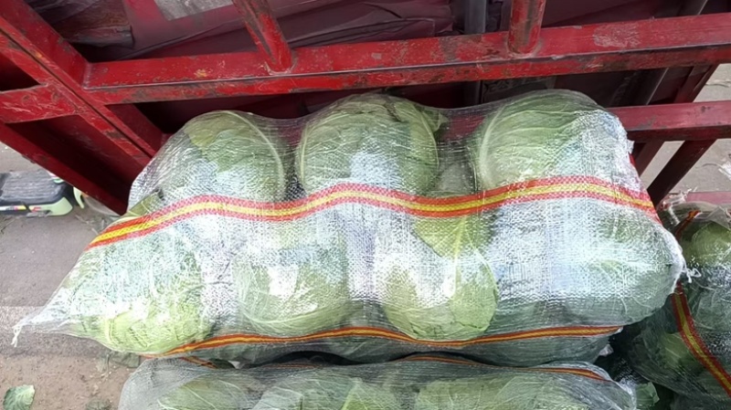 本地精品甘蓝，货源充足，每天新货，保质保量包售后