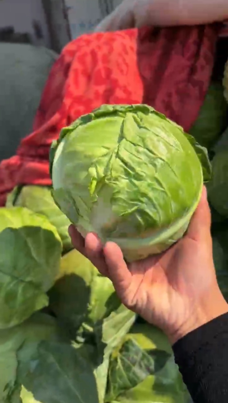 本地精品甘蓝，货源充足，每天新货，保质保量包售后