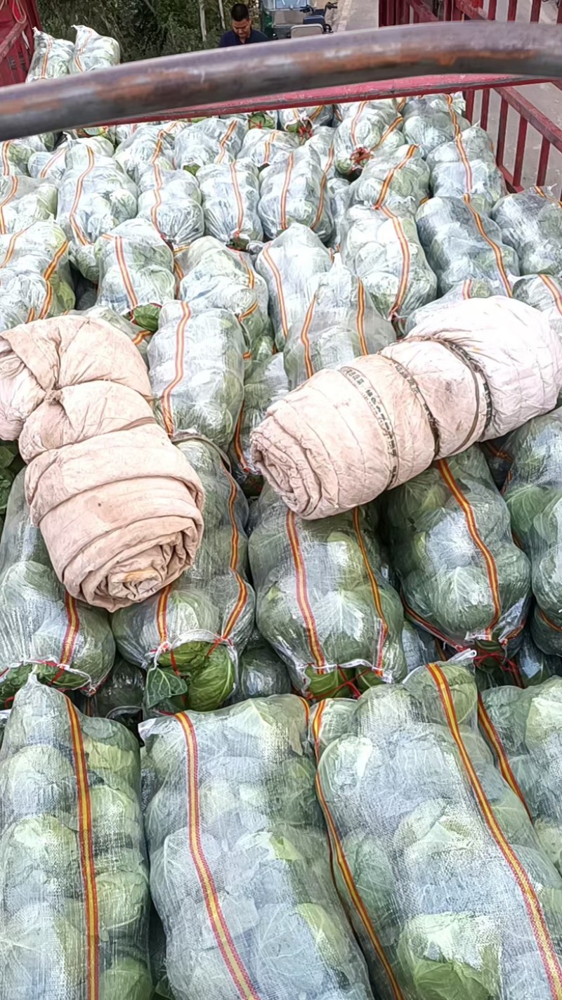 本地精品甘蓝，货源充足，每天新货，保质保量包售后